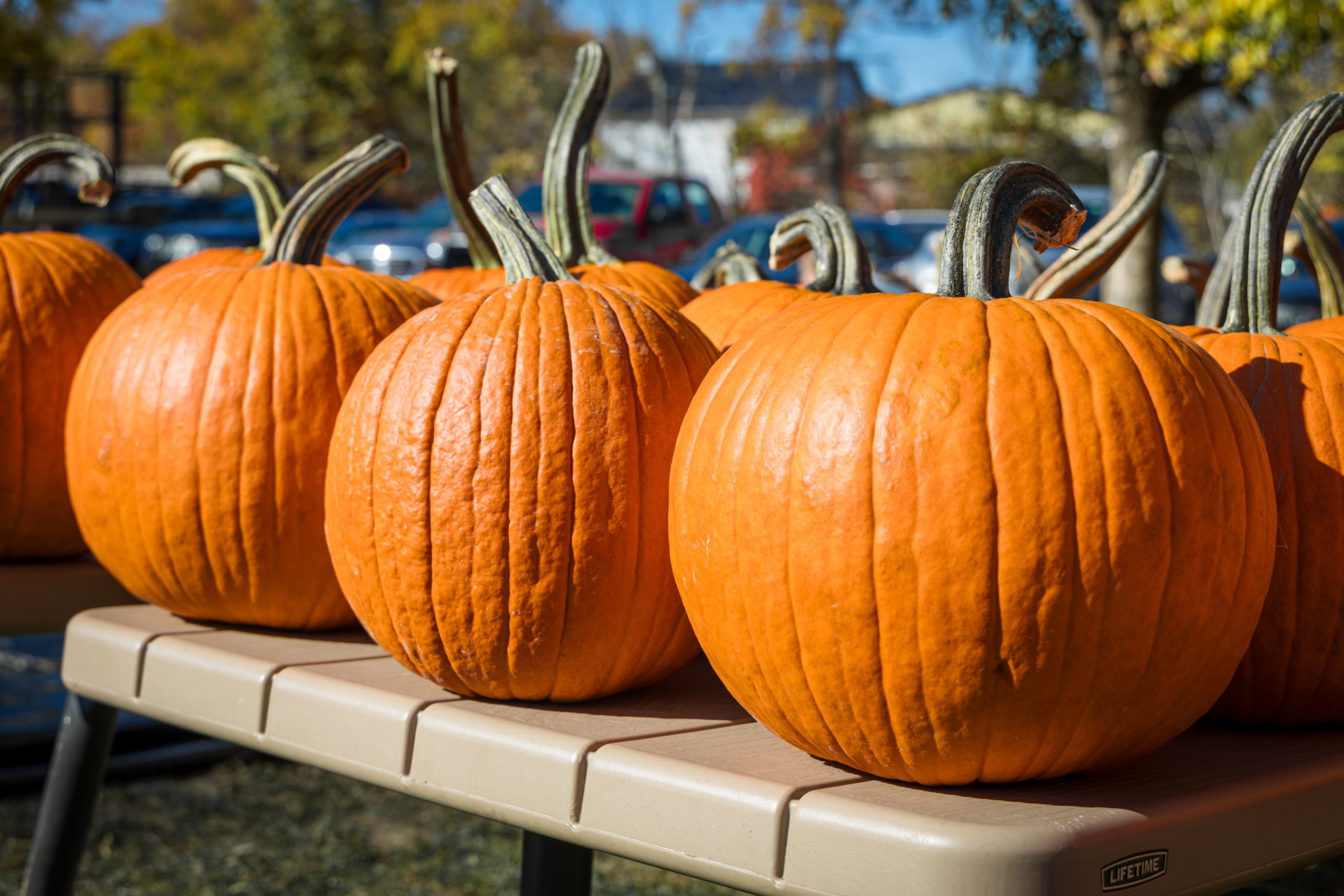 Pumpkin Carving Extravaganza - October 25, 2026