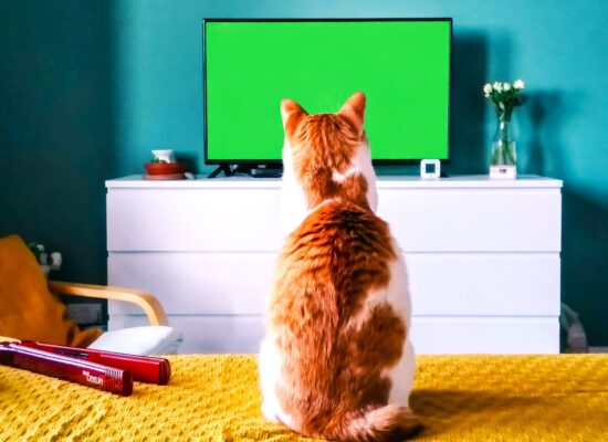Athens County Humane Society Presents: CAT VIDEO FEST 2026